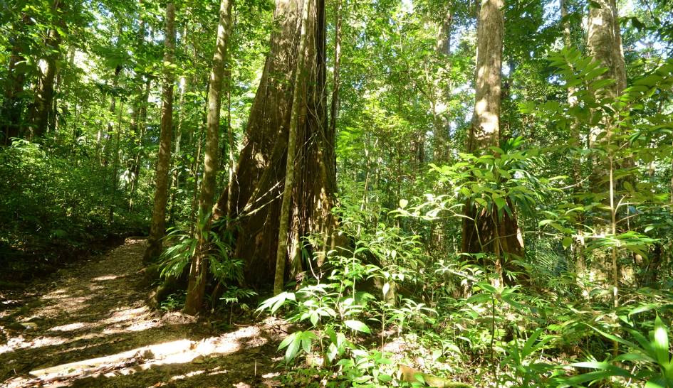 Syndicate Nature Trail